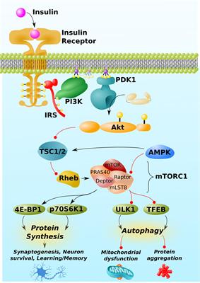 mTOR Mysteries: Nuances and Questions About the Mechanistic Target of Rapamycin in Neurodegeneration